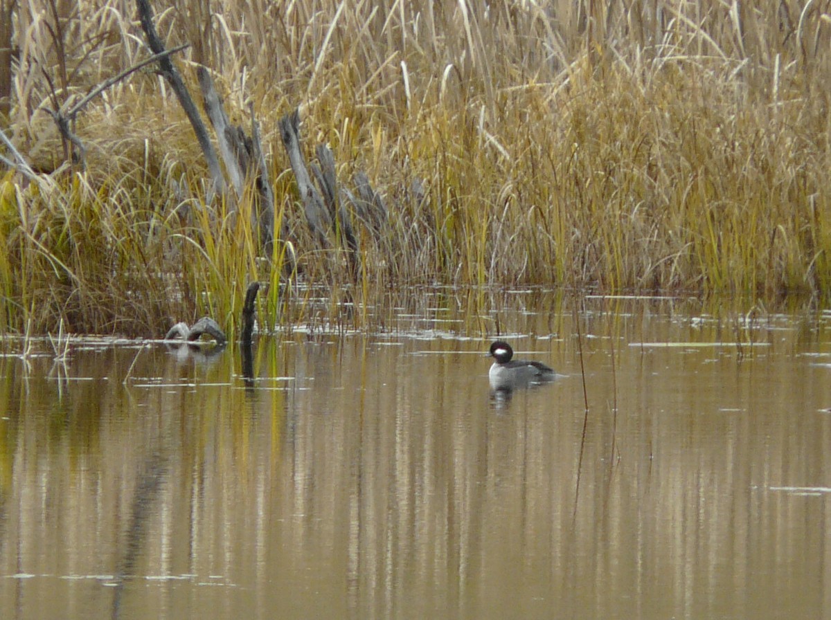 Bufflehead - ML72761901