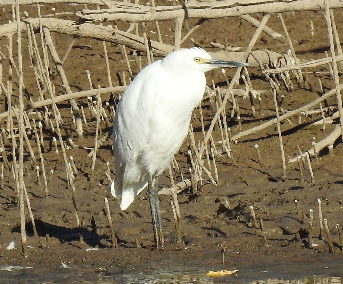 Aigrette neigeuse - ML72761951