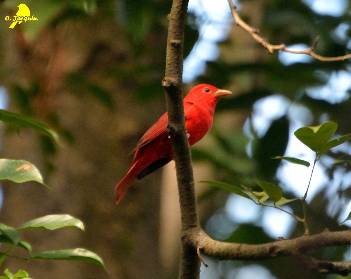 Summer Tanager - ML72762631