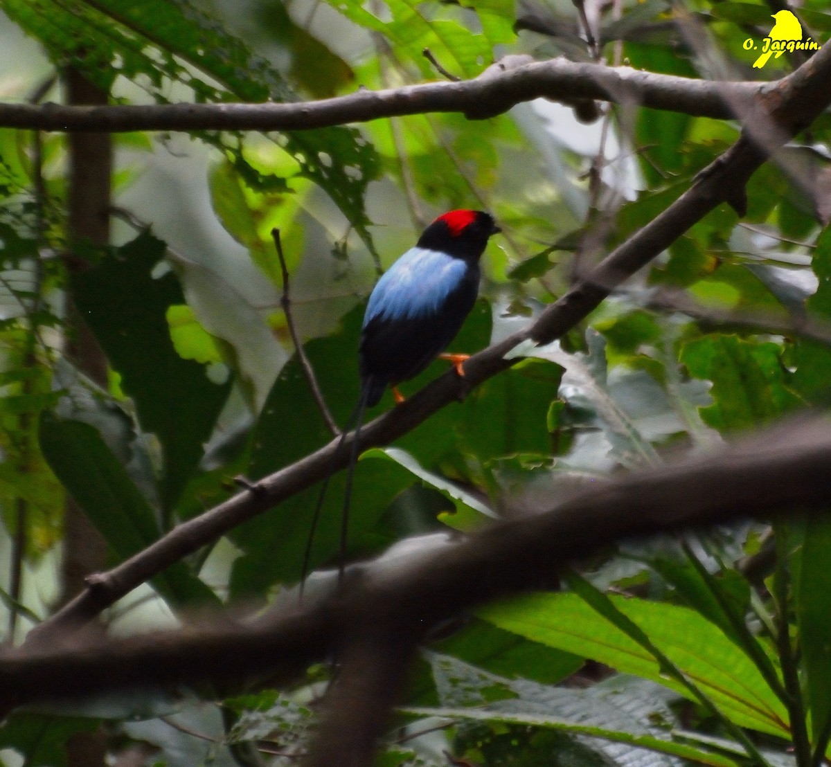 Long-tailed Manakin - ML72762961