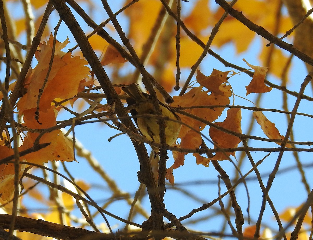 Ruby-crowned Kinglet - ML72763141