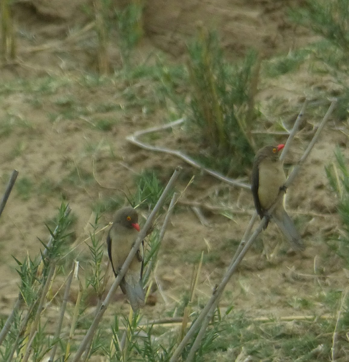 Red-billed Oxpecker - Alain Sylvain