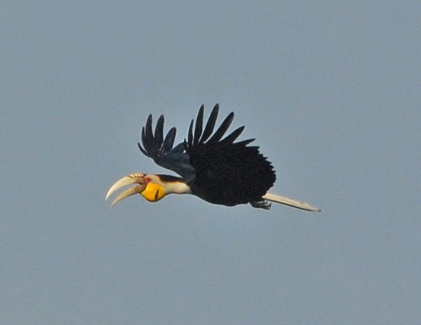 Wreathed Hornbill - Nikhil Devasar