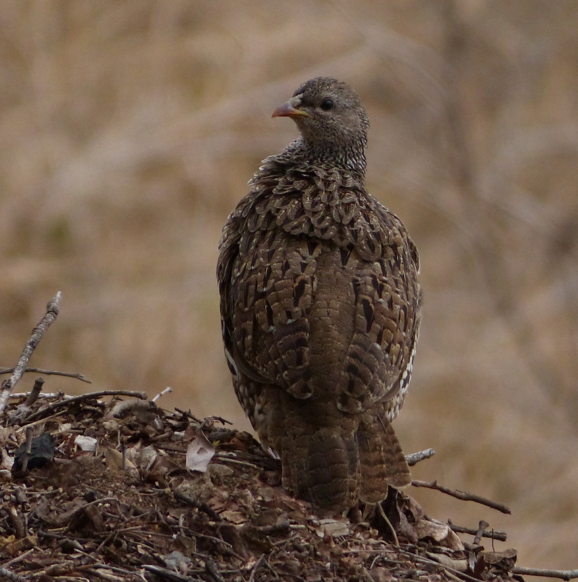 Natal Spurfowl - ML72765171