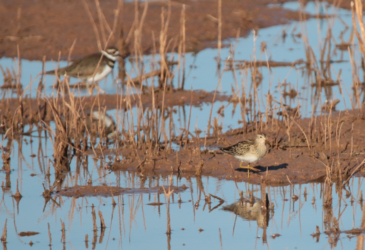 Bécasseau à poitrine cendrée - ML72765701