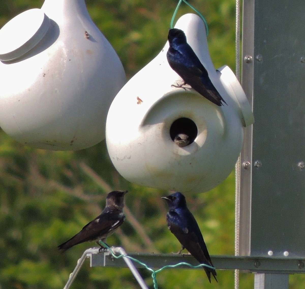 Purple Martin - Gloria Beerman