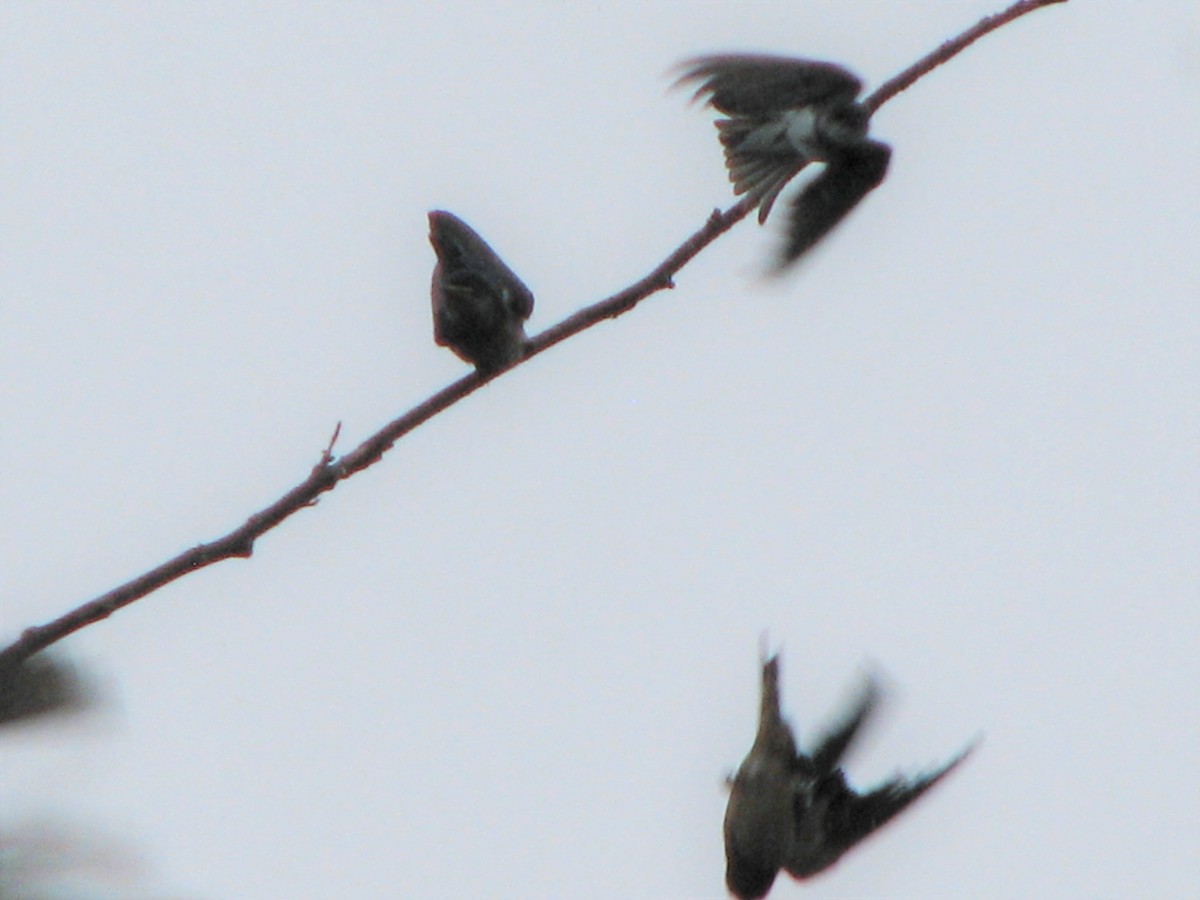 Bank Swallow - ML72766781