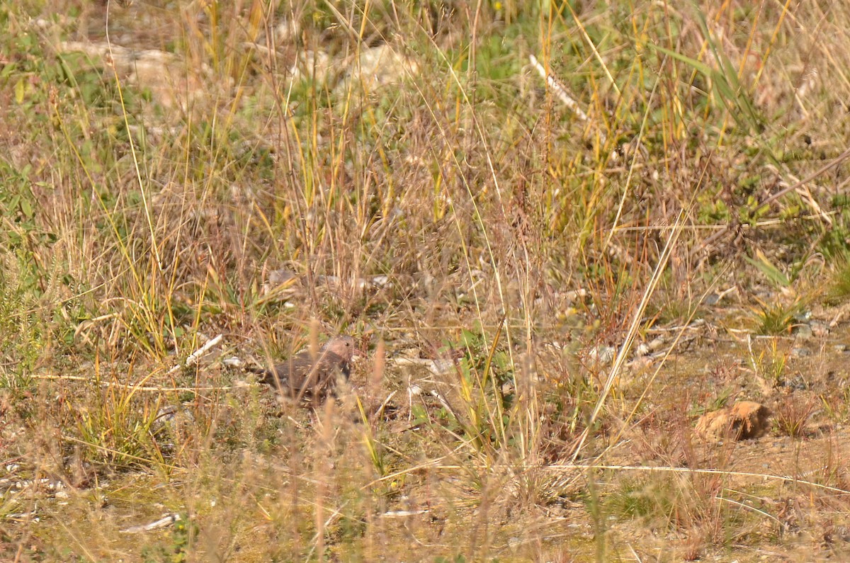 Common Ground Dove - ML72766811