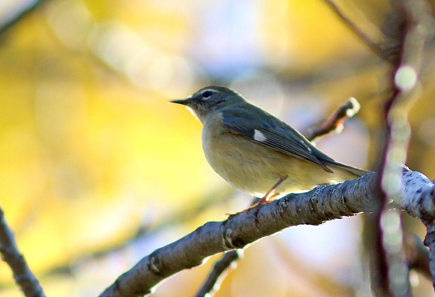 Black-throated Blue Warbler - ML72768511