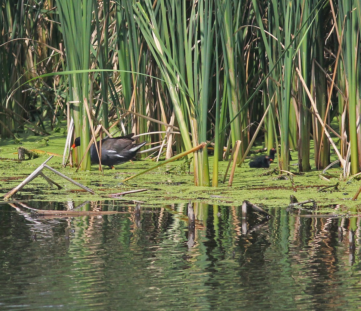 Common Gallinule - Thomas Schmidtkunz