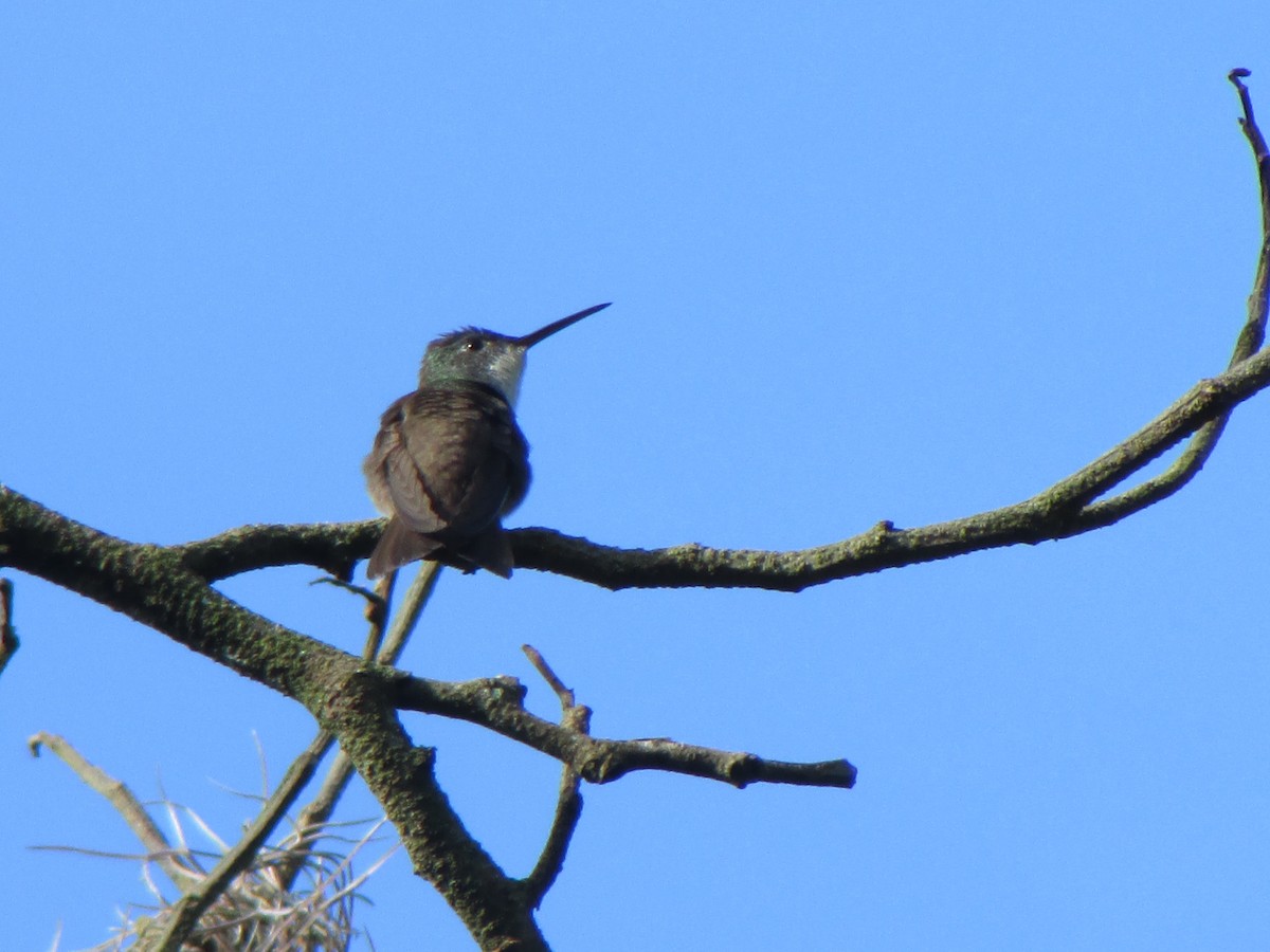 Azure-crowned Hummingbird - ML72773991