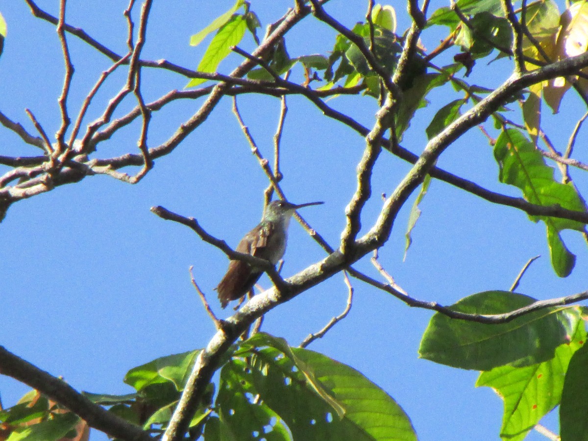 Azure-crowned Hummingbird - ML72774041