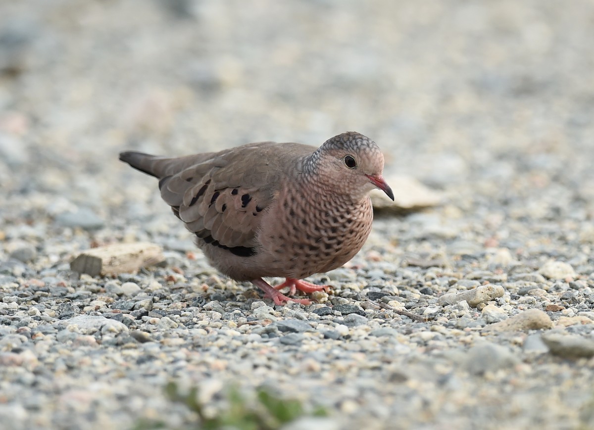 Common Ground Dove - ML72774381