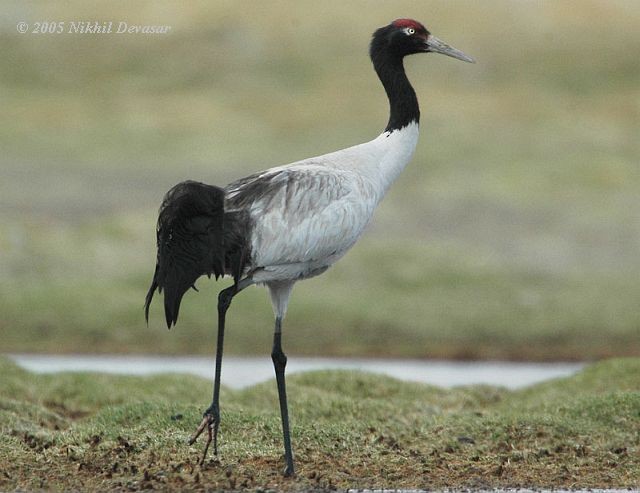 Төвд тогоруу - ML727746