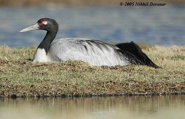 Төвд тогоруу - ML727747