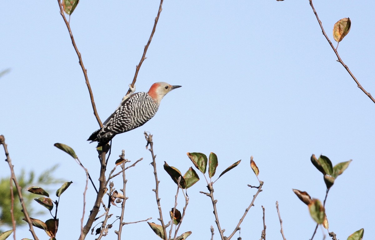 Red-bellied Woodpecker - ML72774771