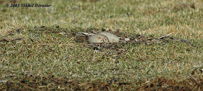 Төвд тогоруу - ML727748