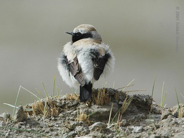 Цөлийн чогчиго - ML727749