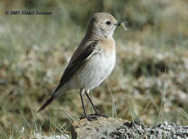 Цөлийн чогчиго - ML727750