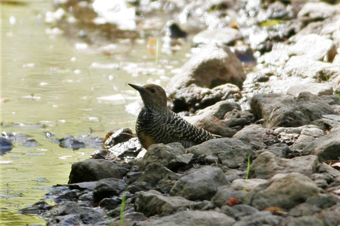 Williamson's Sapsucker - ML72775051