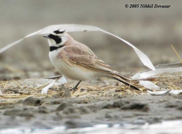 Horned Lark (Tibetan) - ML727751