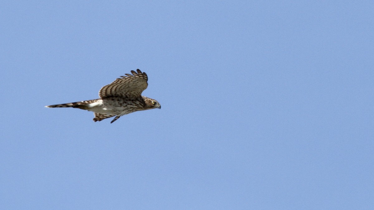 Cooper's Hawk - ML72775121