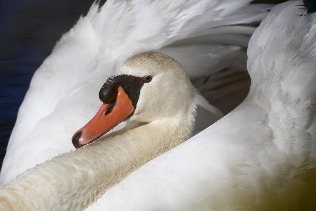 Cygne tuberculé - ML72775311