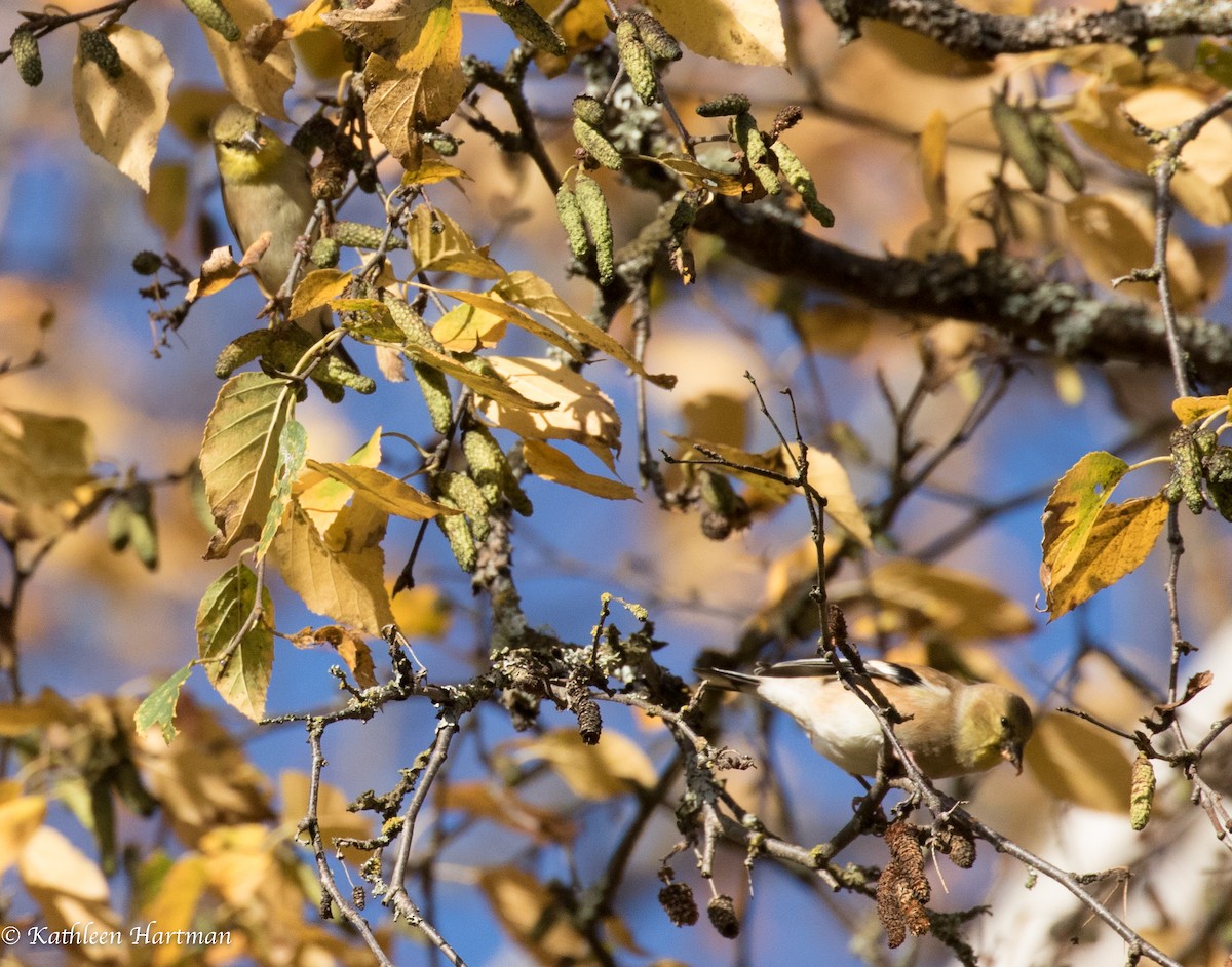 American Goldfinch - ML72777201