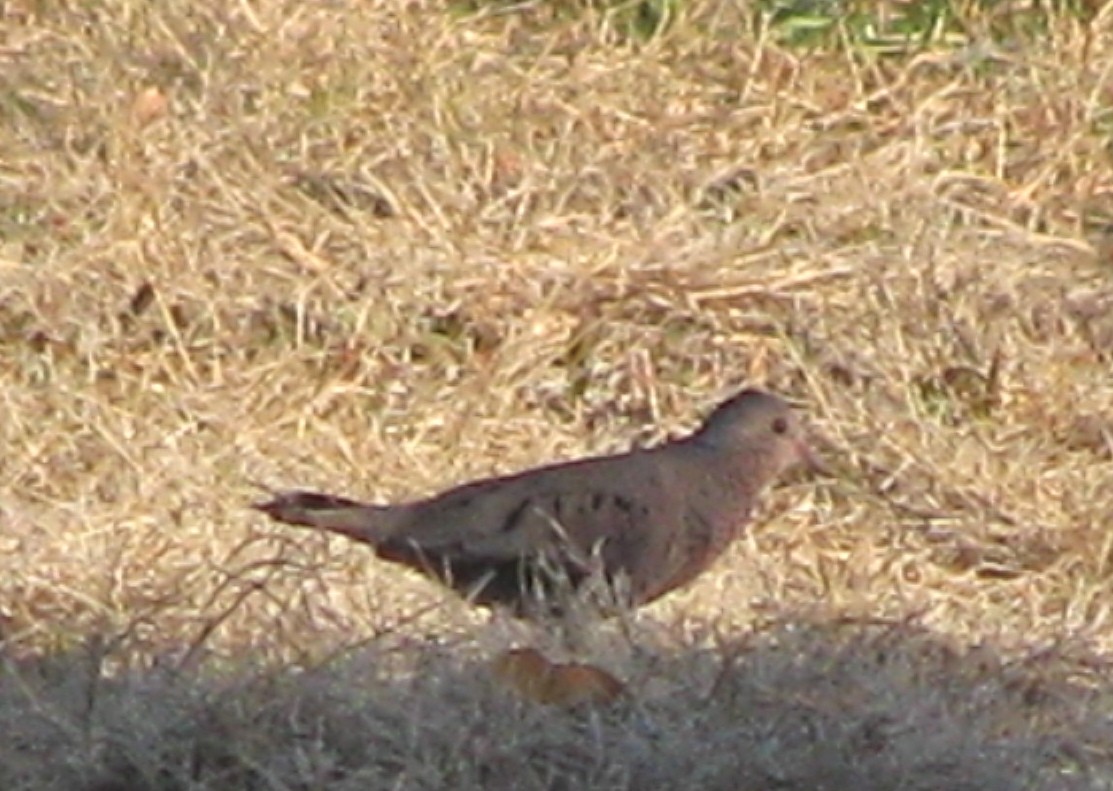 Common Ground Dove - Shawn Billerman