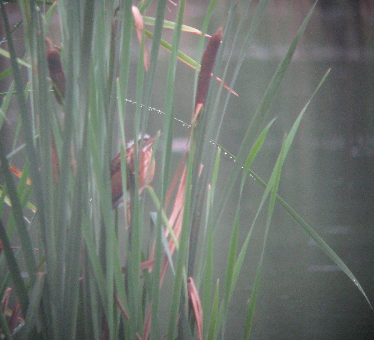 Least Bittern - ML72779011