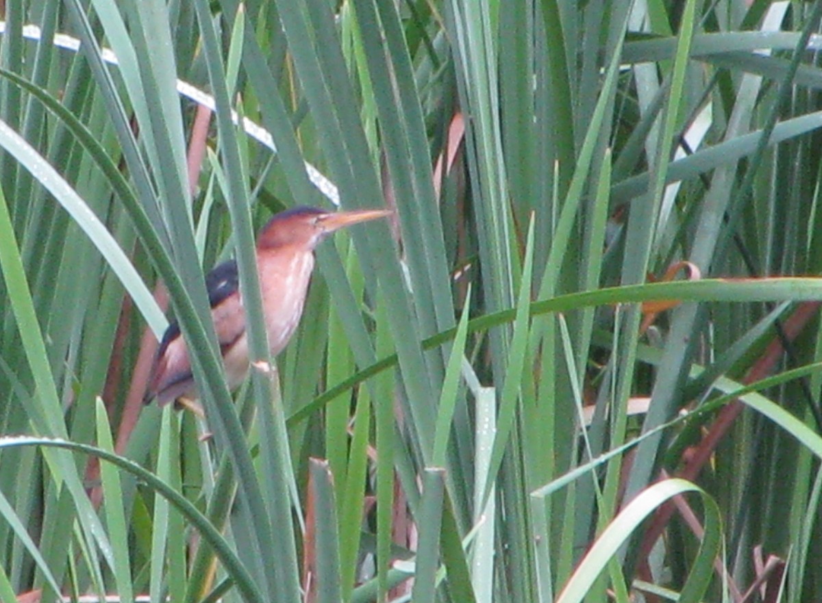 Least Bittern - ML72779021