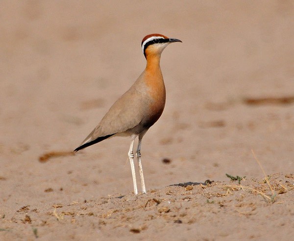 Indian Courser - Nikhil Devasar