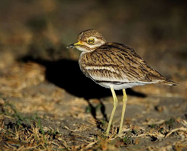 Indian Thick-knee - ML727800