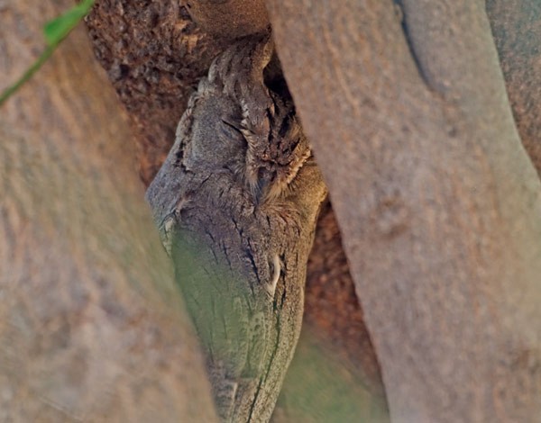 Pallid Scops-Owl - Nikhil Devasar