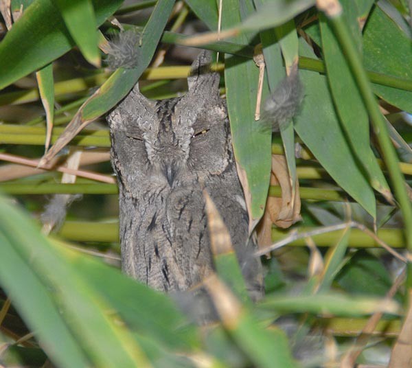 Pallid Scops-Owl - Nikhil Devasar