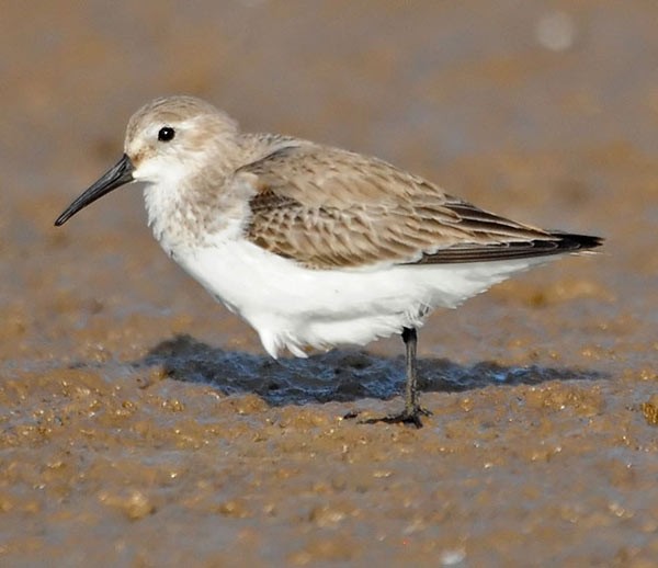 Dunlin - ML727813