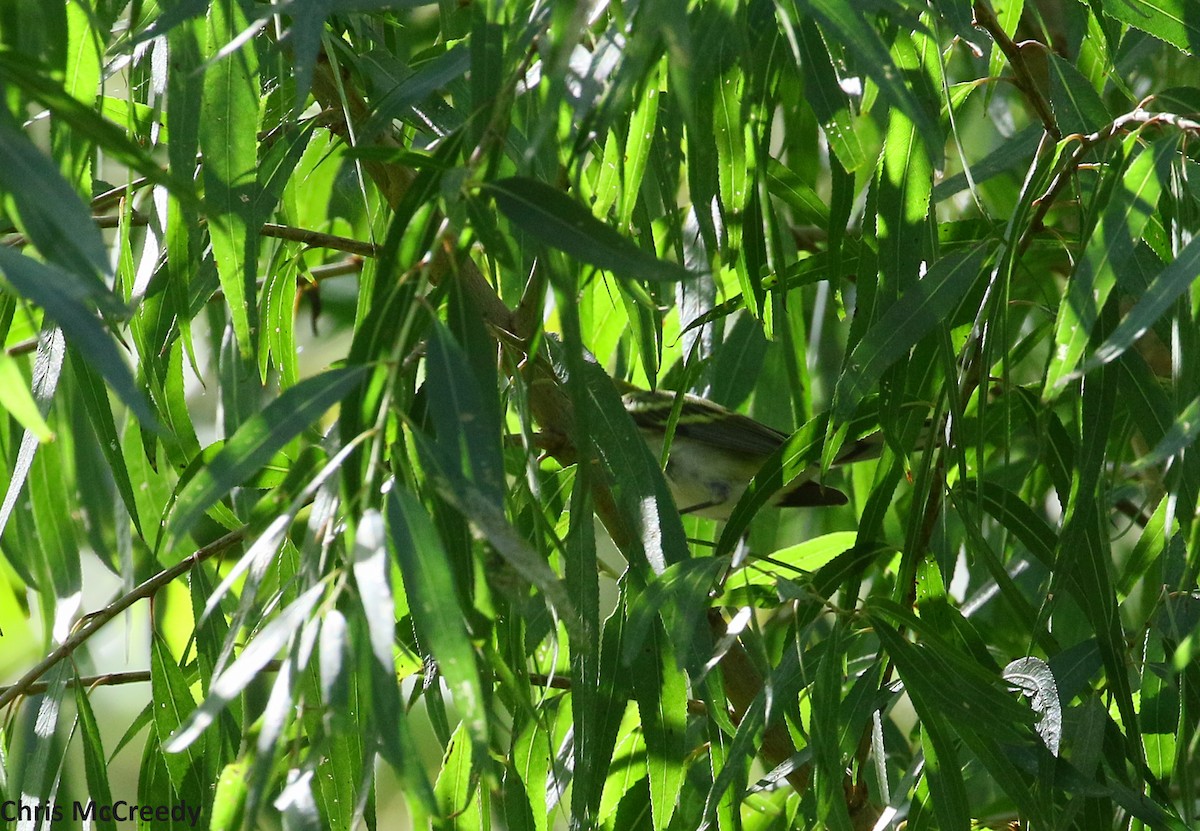 Chestnut-sided Warbler - ML72781571