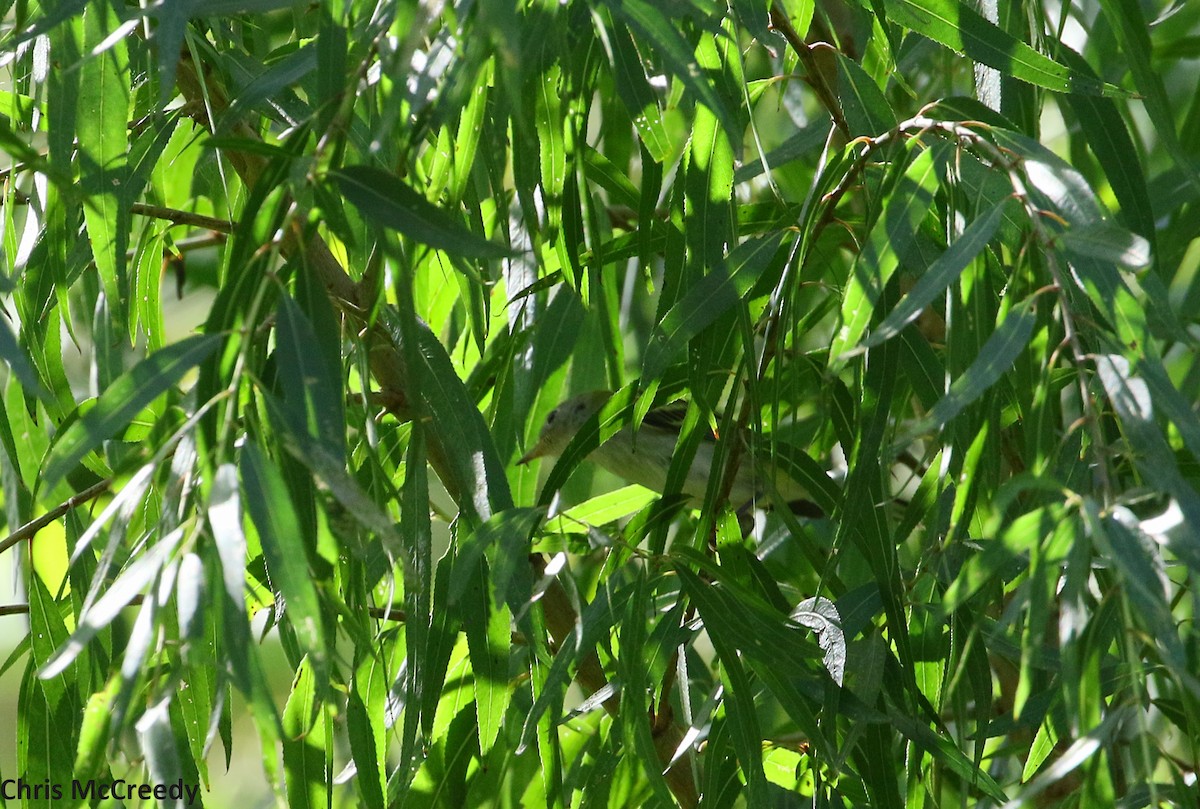 Chestnut-sided Warbler - ML72781581