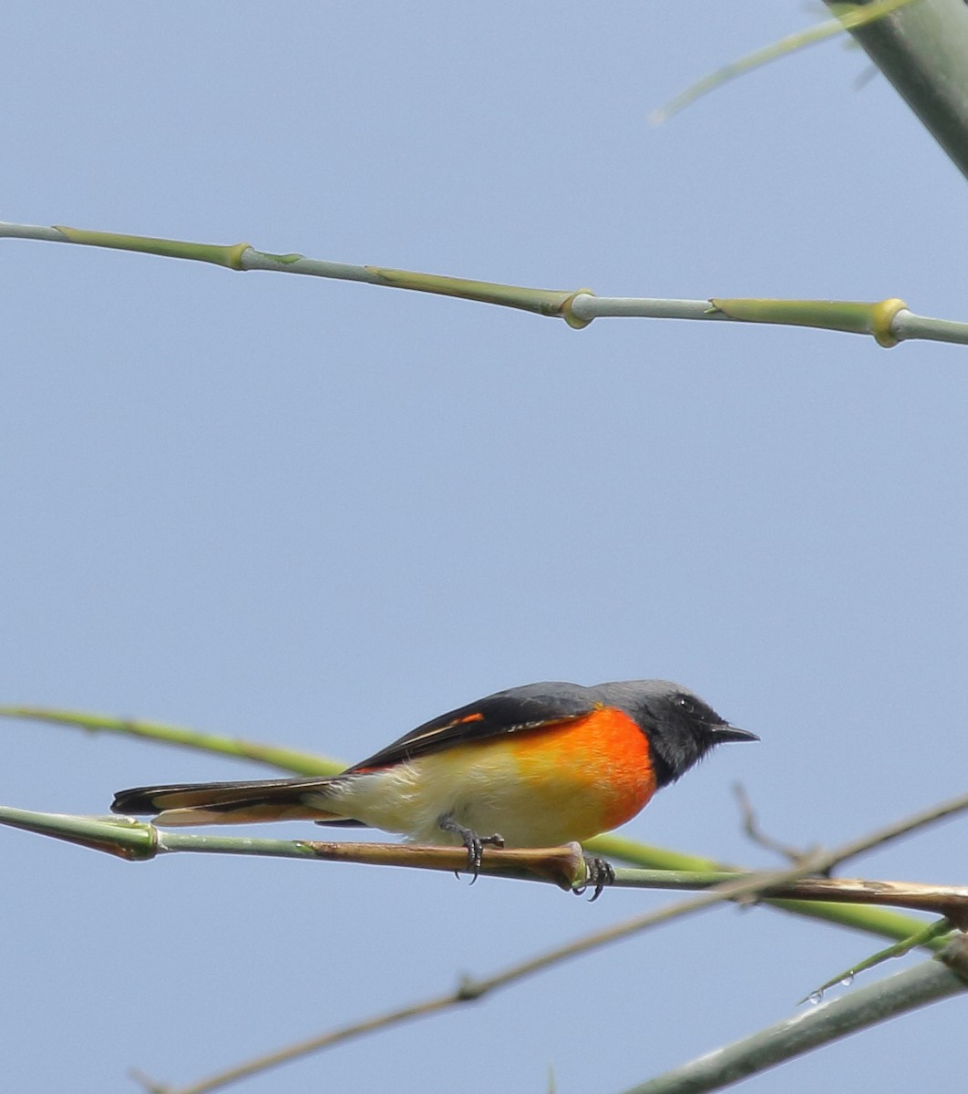 Small Minivet - ML72781591