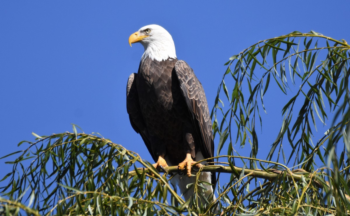 Bald Eagle - Chris Rohrer 🦜