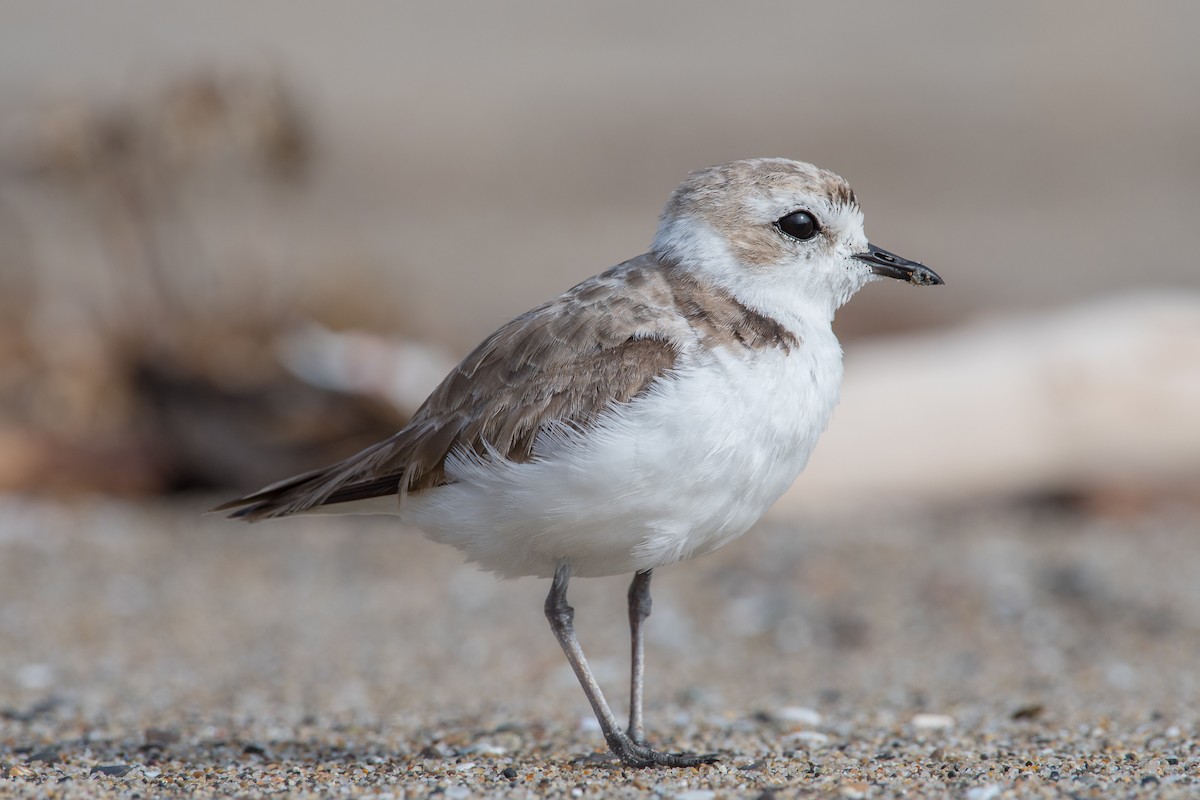 Snowy Plover - ML72782141