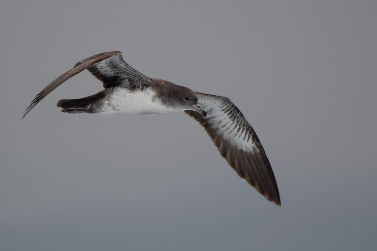 Puffin à pieds roses - ML72782841