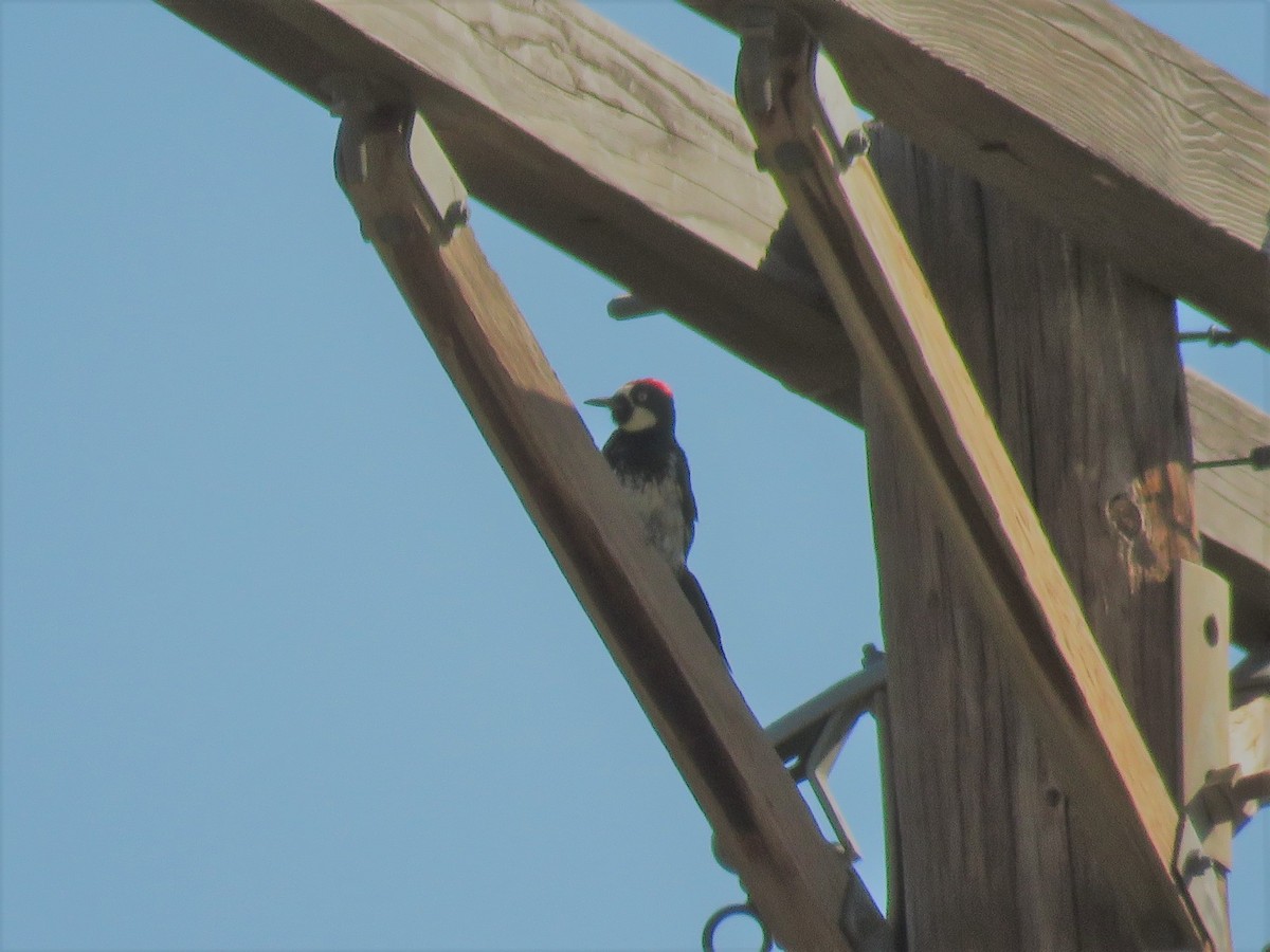 Acorn Woodpecker - ML72783161