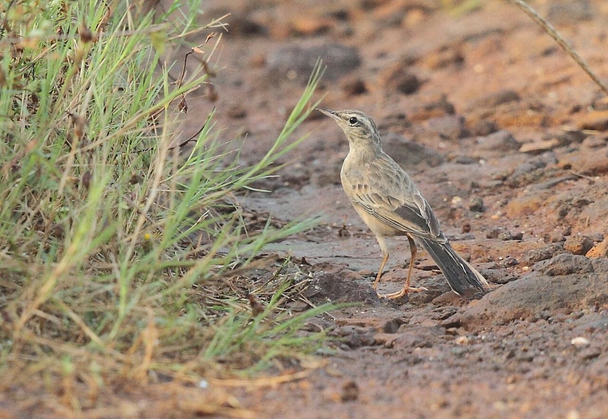 Long-billed Pipit - ML72783881