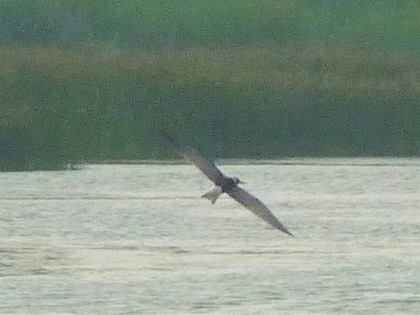 White-winged Tern - ML72784031