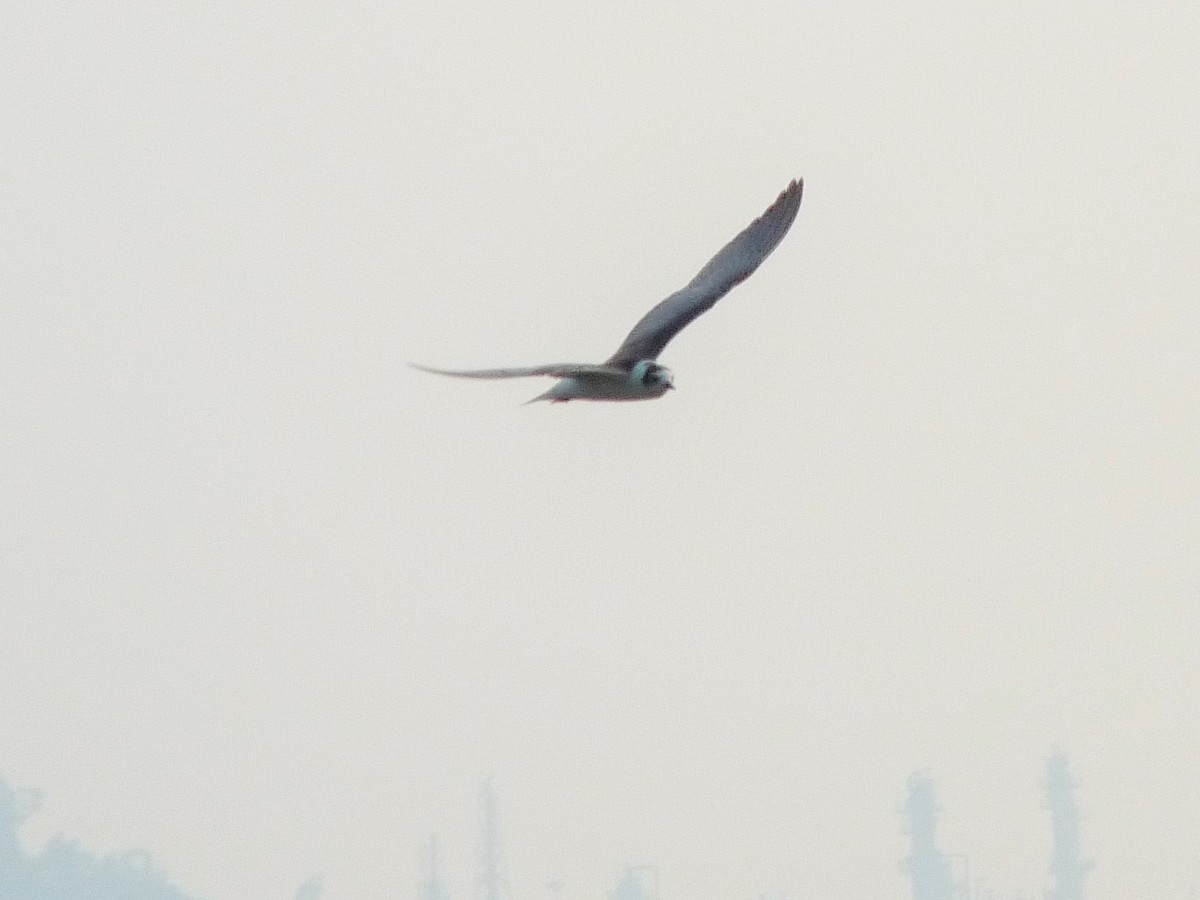 White-winged Tern - ashwin mohan