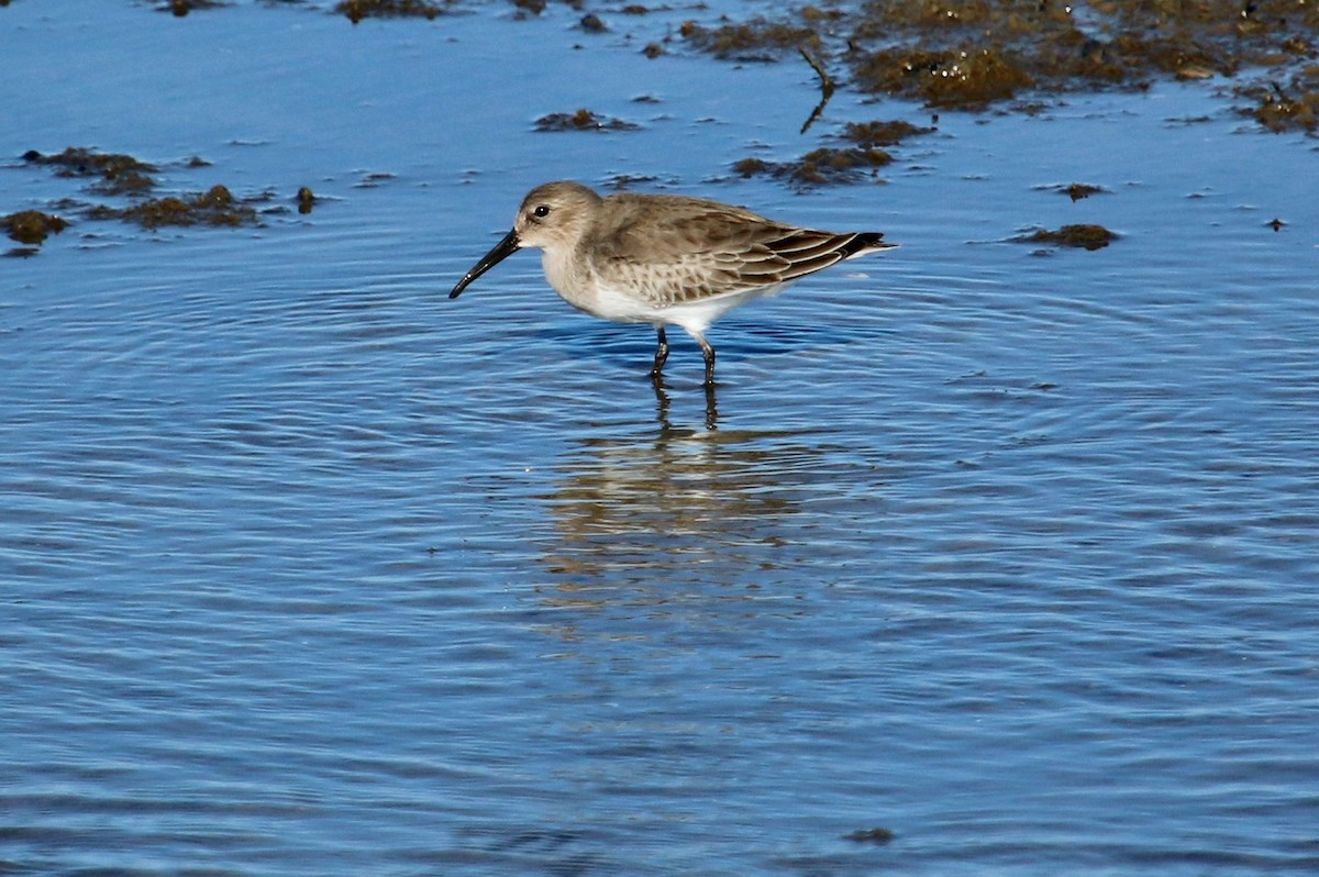 Dunlin - Christine Jacobs