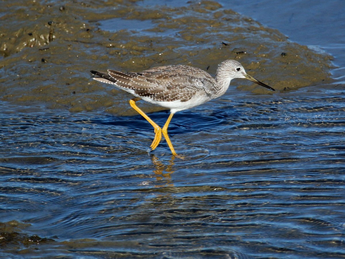 Greater Yellowlegs - ML72784641