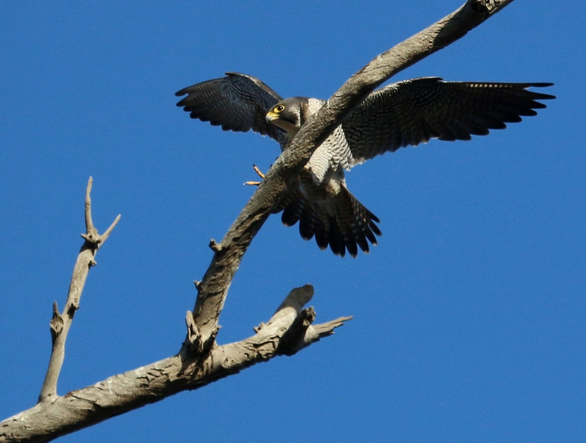 Peregrine Falcon - Christine Jacobs