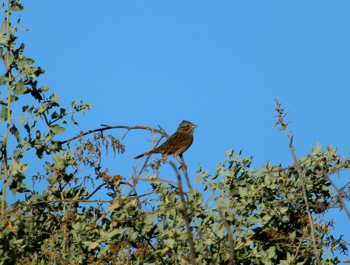 Lincoln's Sparrow - Christine Jacobs